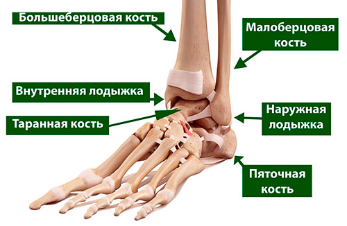Нормальная анатомия стопы