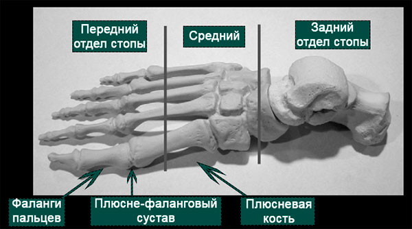 анатомия плюсне-фаланговых суставов