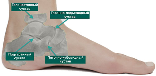 анатомия суставов заднего отдела стопы