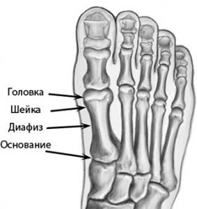 Основание 4 плюсневой кости
