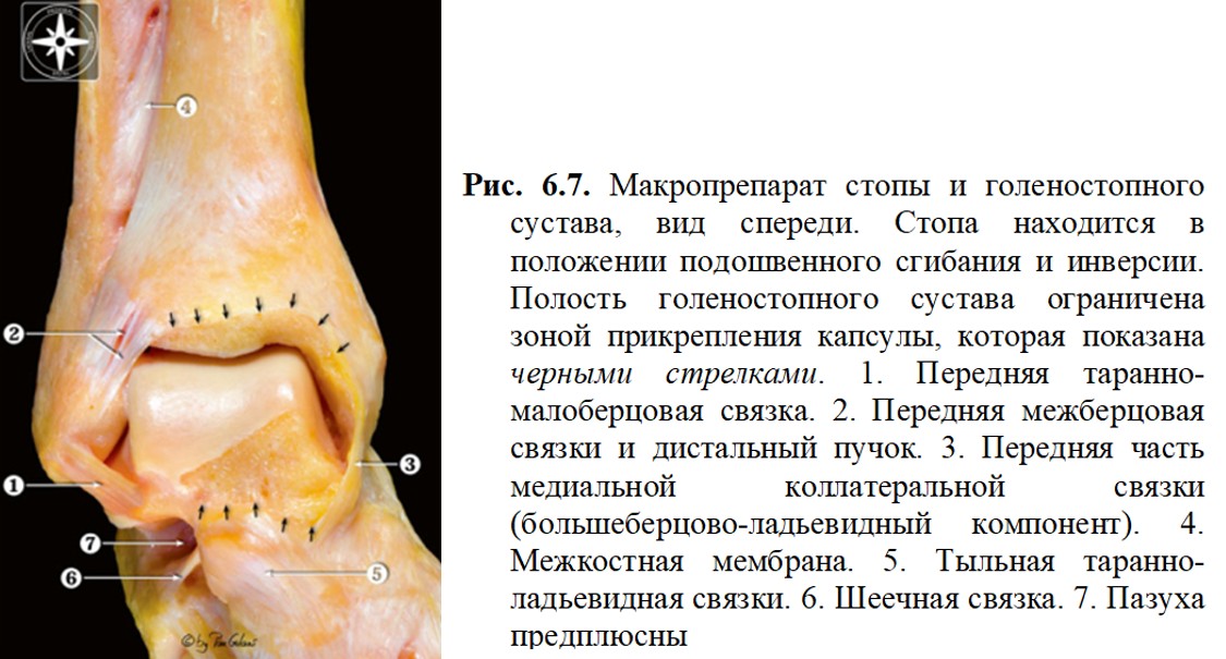 Макропрепарат стопы и голеностопного сустава